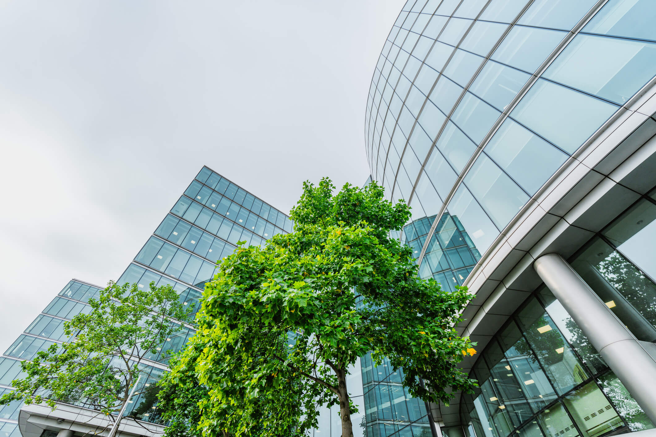 Corporate Buildings with Green Trees